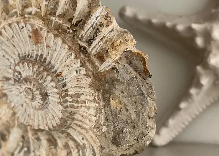 Cyril Magnifique Provencale *